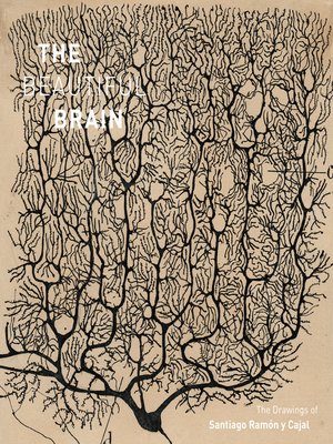 The Beautiful Brain - ebook